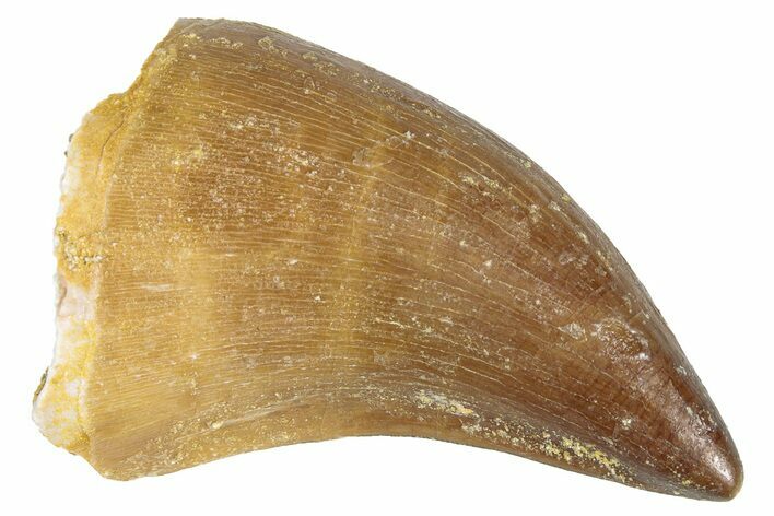 Fossil Mosasaur (Prognathodon?) Tooth - Morocco #286319